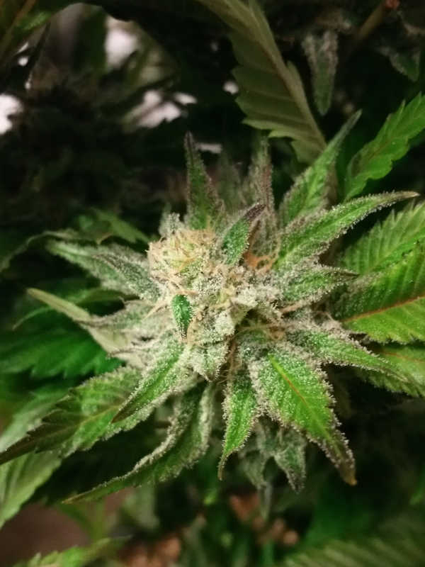 Black Afghani cannabis flower - JONZ Genetics