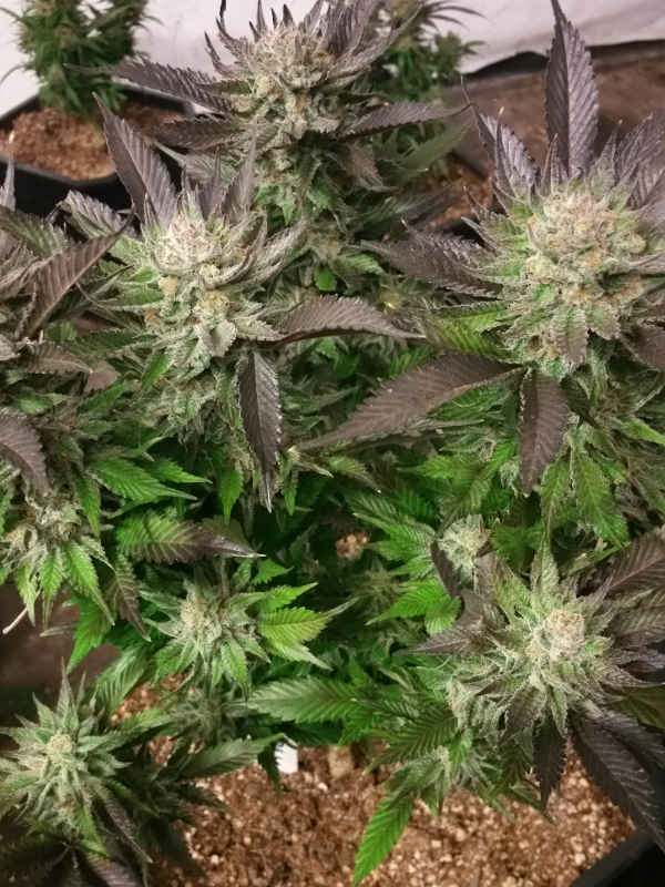 Black Afghani cannabis flower - JONZ Genetics