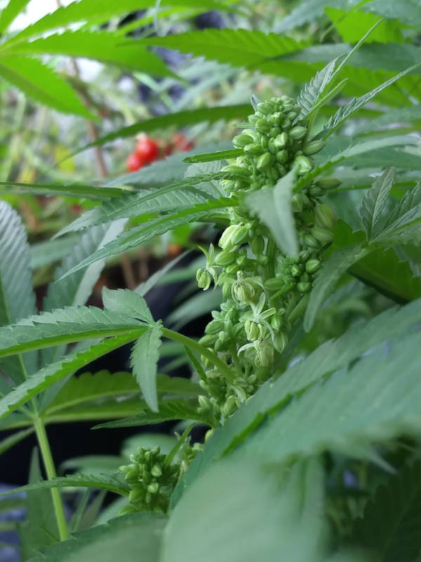 GDP F3 male cannabis flower - JONZ Genetics