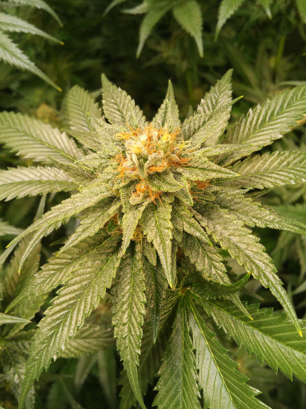 Jam Berry Kush cannabis flower - STAFF SELECTS