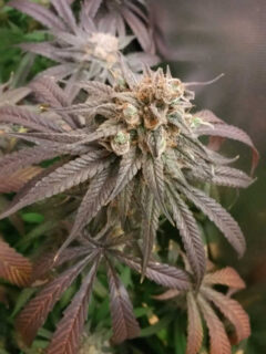 Purple Dragonfruit cannabis flower - JONZ Genetics