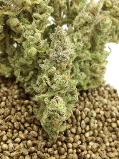 Redankulous x Currant Jam seeded cannabis flower - STAFF SELECTS