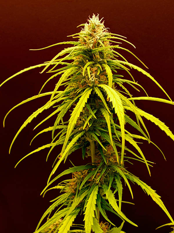 Coco Mango cannabis flower - STAFF SELECTS