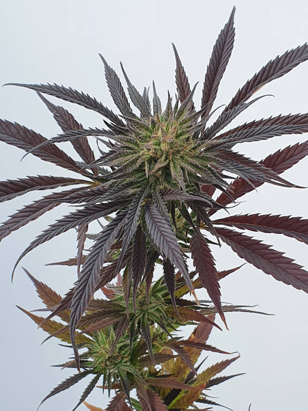 Solar Freeze cannabis flower - STAFF SELECTS