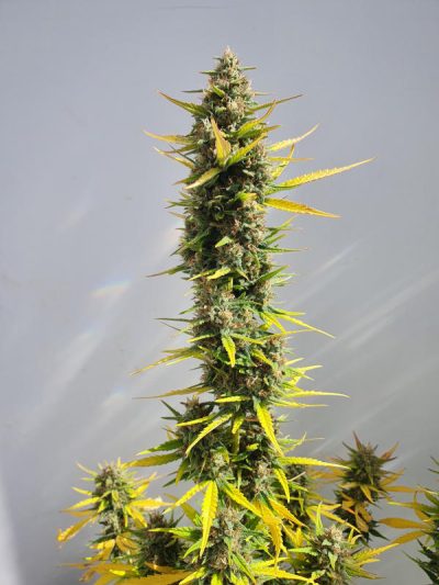 Amnesia Auto Paradox cannabis flower - STAFF SELECTS