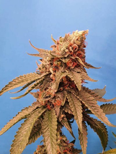 Sole Berry Kush cannabis flower - STAFF SELECTS