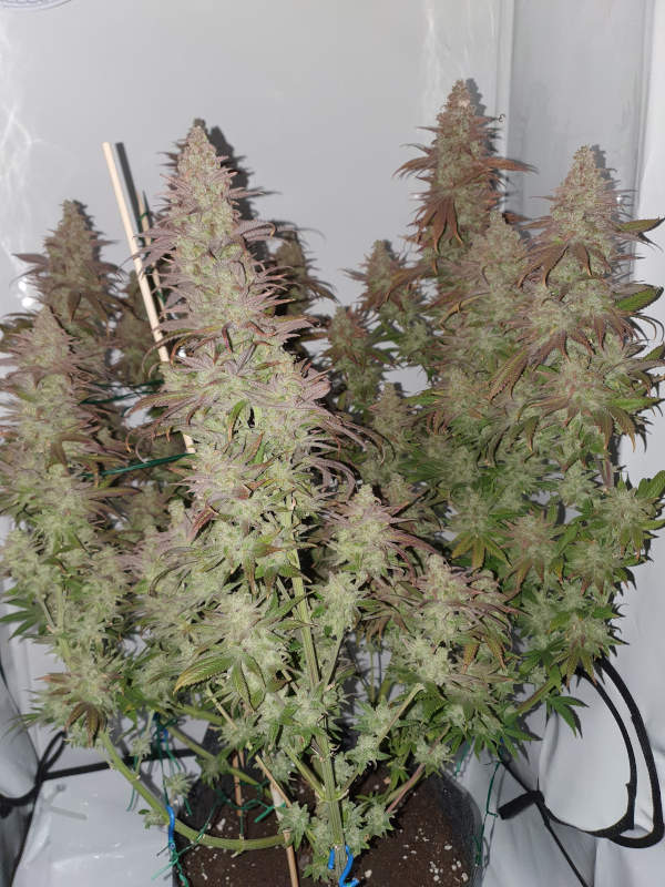 Redankulous cannabis flower - STAFF SELECTS