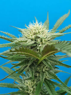 Auto Amnesia Rookies cannabis flower - STAFF SELECTS