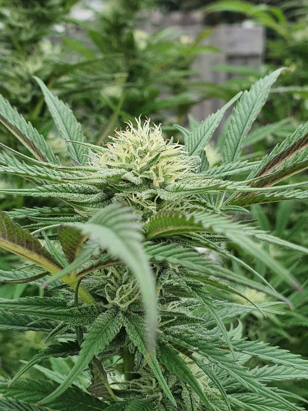 Auto Amnesia Rookies cannabis flower - STAFF SELECTS
