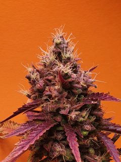 Ginger Bush cannabis flower - STAFF SELECTS